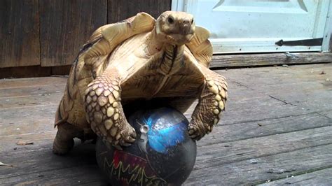 African Spurred Tortoise Having A Ball Youtube