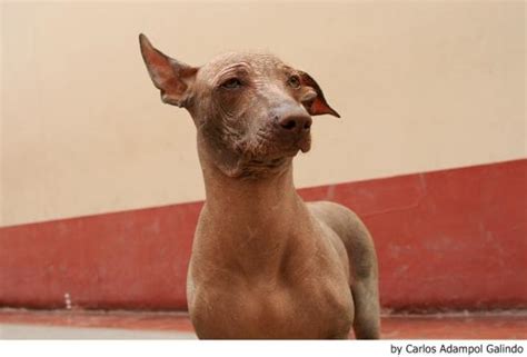 Todo Sobre La Exótica Y Curiosa Raza Perro Sin Pelo Del Perú