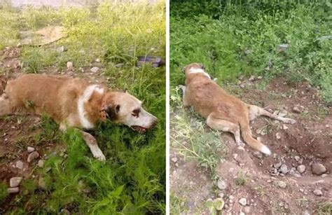 Rescatan A Una Perra Que Fue Brutalmente Golpeada Y Enterrada Viva La 100