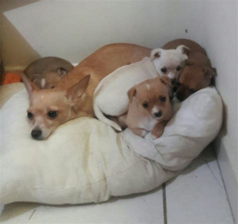 Sintético 90 Foto Chihuahua De Un Mes De Nacido Cena Hermosa