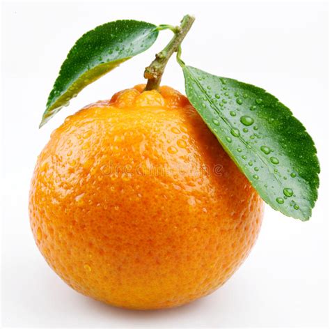 Tangerine with leaves stock photo. Image of sugary, health - 11870426