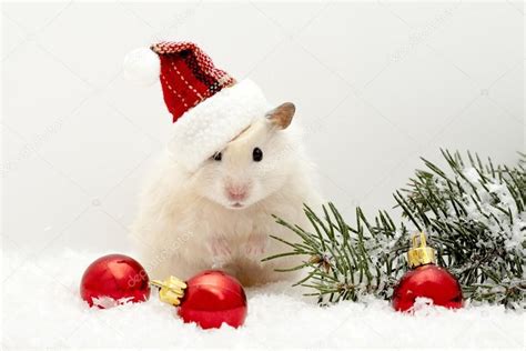 Pin By Raluca On Hamster Photoshoot Christmas Hamster Cute Hamsters