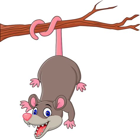 Opossum Vectors Photos And Psd Files Free Download