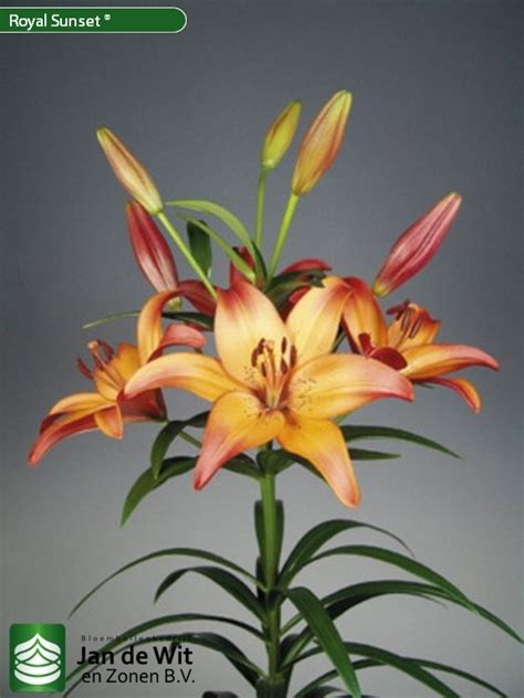 Royal Sunset Lily Jan De Wit En Zonen Bv