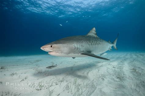Tiger Shark Galeocerdo Cuvier Bahamas 31960