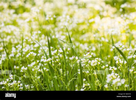 Small White Flowers Hi Res Stock Photography And Images Alamy