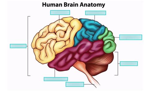 Solved Label The Parts Of The Human Brain And Describe Their