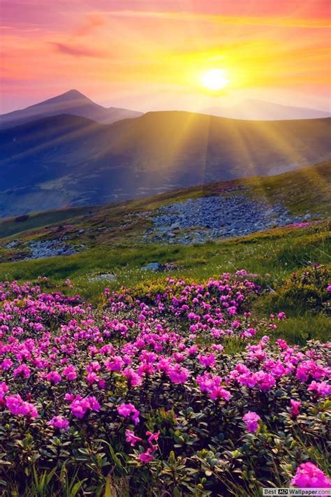 Sunrise And Spring Flowers Wallpaper Beautiful Nature Nature