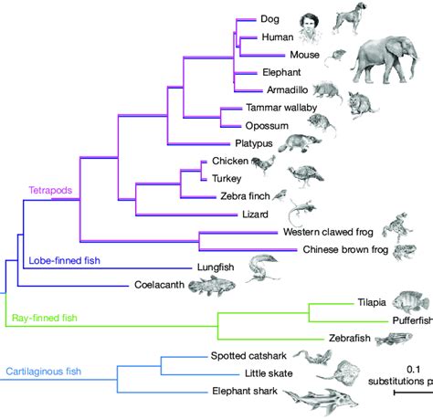 A Phylogenetic Tree Of A Broad Selection Of Jawed Vertebrates
