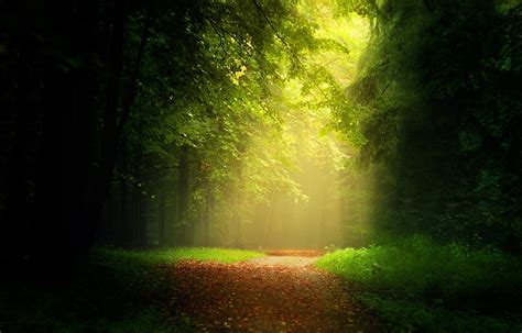 Path Leaves Forest Sunlight Mist Trees Grass Sun