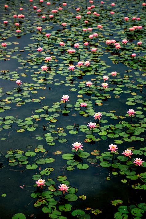 Waterlily Ii Plant Aesthetic Beautiful Flowers Water Lilies