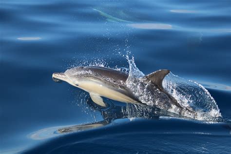 Delphinus Delphis Delfín Común Short Beaked Common Dolphin A