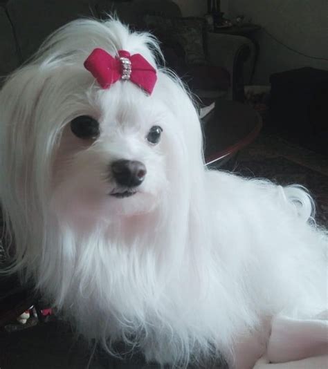 Pin By Starlingale Shelton On Maltese Maltese Dog Breed Maltese