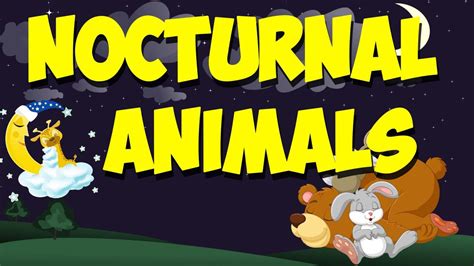 Nocturnal Animals Song Nocturnal Animals Kindergarten Nocturnal