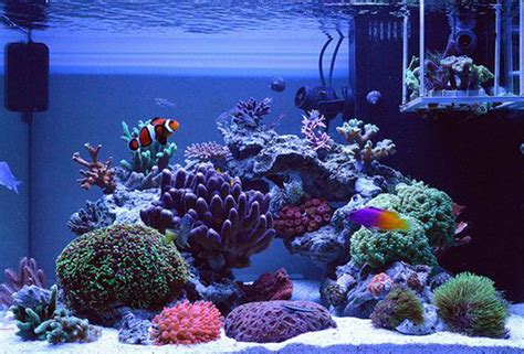 Why A Saltwater Reef Tank Why Now Saltwater Fish Tanks Reef Tank