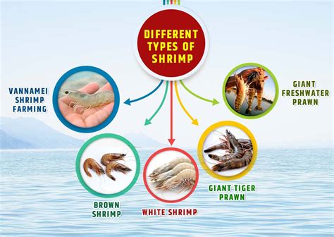 Shrimp Farming Profitable Aquaculture Business In India