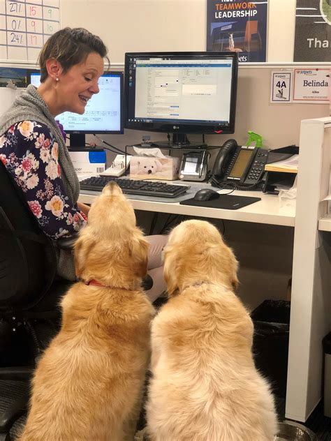 6 Benefits of a Pet-Friendly Workplace - Jetpets AU