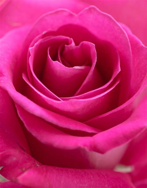 Beautiful Pink Rose กุหลาบสีชมพู สวน