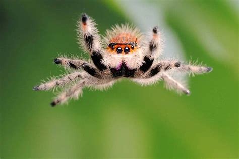 Lifespan Of A Jumping Spider Wolf Spider
