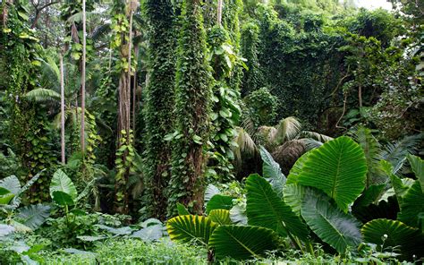 73 Tropical Rainforest Wallpaper On Wallpapersafari