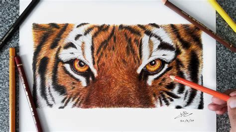 Tiger Eyes Realistic Colored Pencil Drawing Youtube