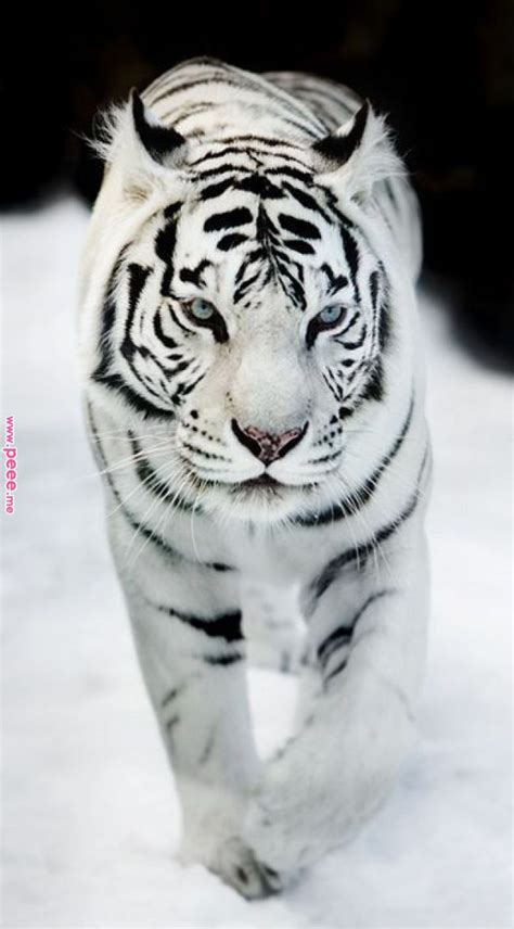 25 Best White Tiger Photographic For Inspiration There Are Lots Of