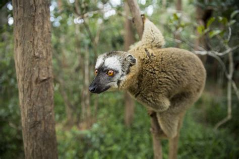 10 Weirdly Wonderful Lemur Species