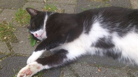 Rolligkeit kommt bei einer sterilisation immer noch vor. ab wann aufgeben? (Tiere, Katze, Katzen)