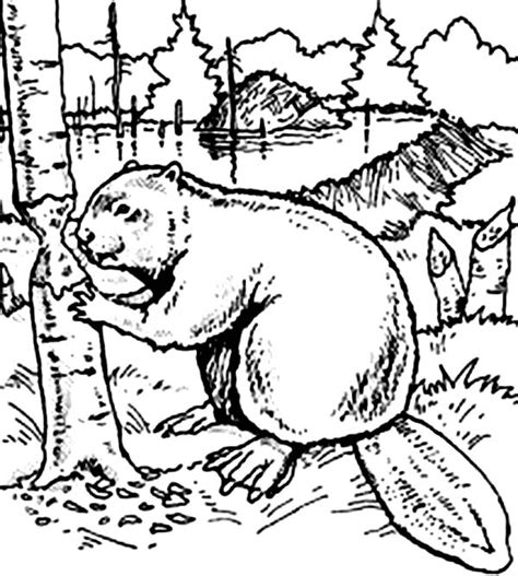 Beaver Coloring Page at GetColorings.com | Free printable colorings pages to print and color
