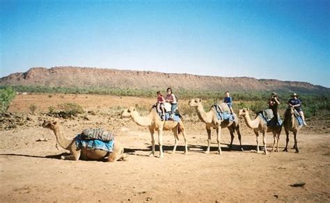 The alice springs desert park is an environmental education facility and wildlife park in alice springs in the northern territory of australia. Frontier Camel Tours (Alice Springs) - 2018 All You Need ...