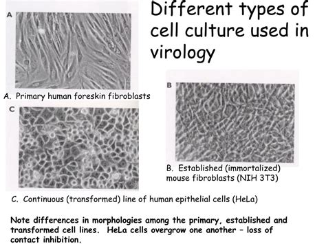 De cuevas and spradling 1998 ). PPT - Lecture 7 PowerPoint Presentation, free download ...