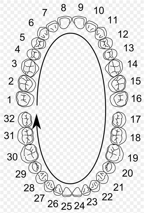 The same as primary teeth, the numbering starts with the third upper right molar which is designated 1 and continues in sequential order to the upper left third molar, which is 16. Universal Numbering System Human Tooth Deciduous Teeth ...