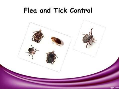 Flea And Tick Control