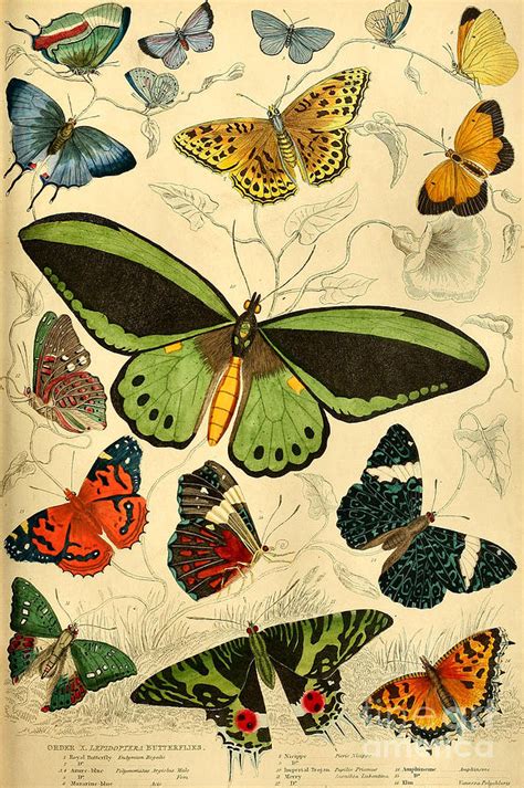 Antique Butterfly Poster Digital Art By Nan Engen Pixels