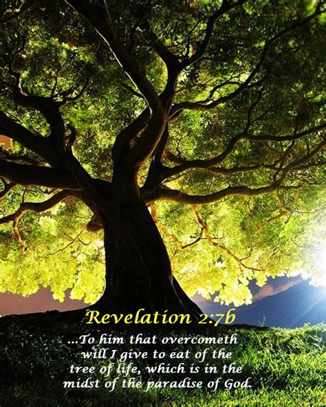 Ambassador For Christ Ministries Inc 134 The Tree Of