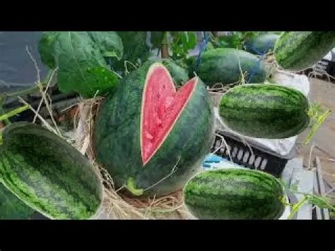 How To Grow Watermelon At Home Easy For Beginners