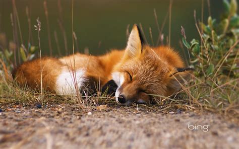 Red Fox National Geographic Wallpaper Earthly Wallpaper