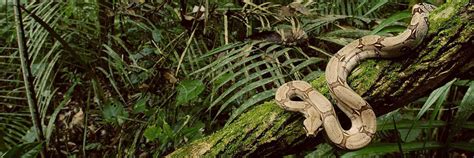 Christians:what fruit did adam and eve eat inside the garden of eden? Adam and Eve - Grace thru faith