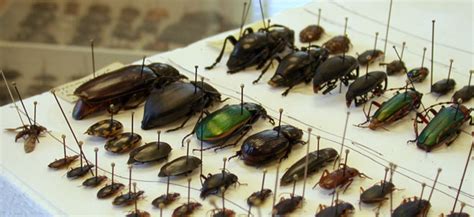 Enormous Museum Collection Of Insects Needs Your Help Wired