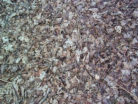 Free Image Of Close Up View Of Dried Leaves