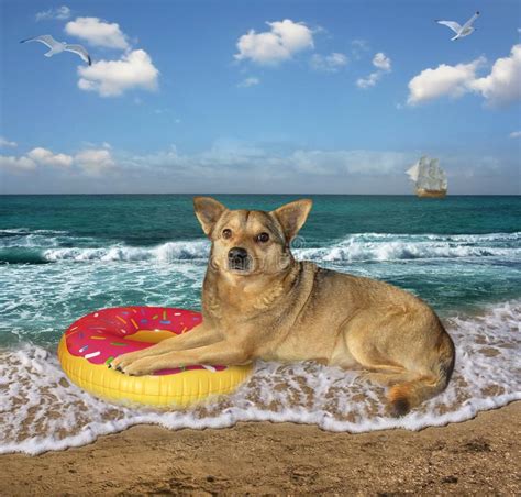 Hund Auf Dem Strand Der Im Sand Liegt Stockbild Bild Von Hintergrund