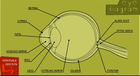 Cows Eye Dissection Exploratorium