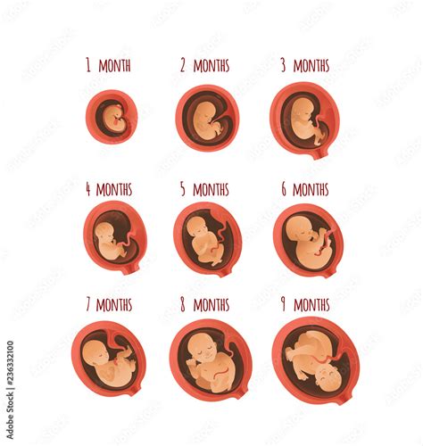 Embryo Development Month Stages Vector Illustration Set Isolated On