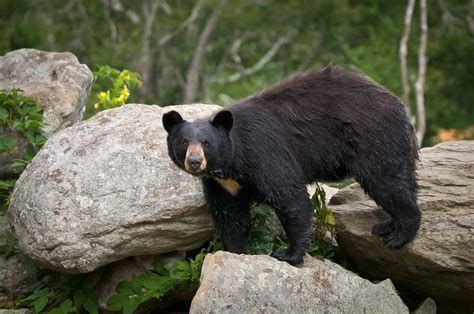 40 Black Bear Facts The Most Common Bear In The World