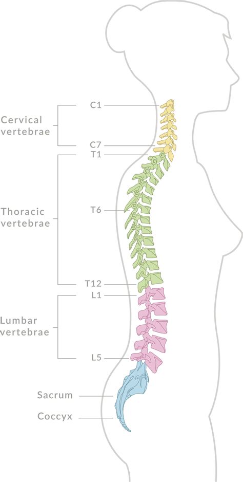 Bones In Your Back Diagram Portsmouth And Chichester Spine Surgeon