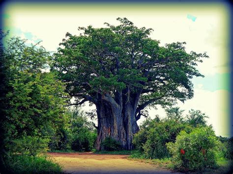 Baobab Tree Kruger National Park South Africa Baobab Tree Kruger