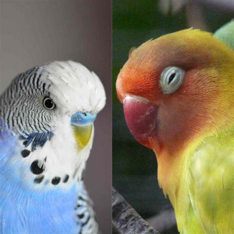 Lovebird Vs Parakeet How Are They Different Birds Of The Wild