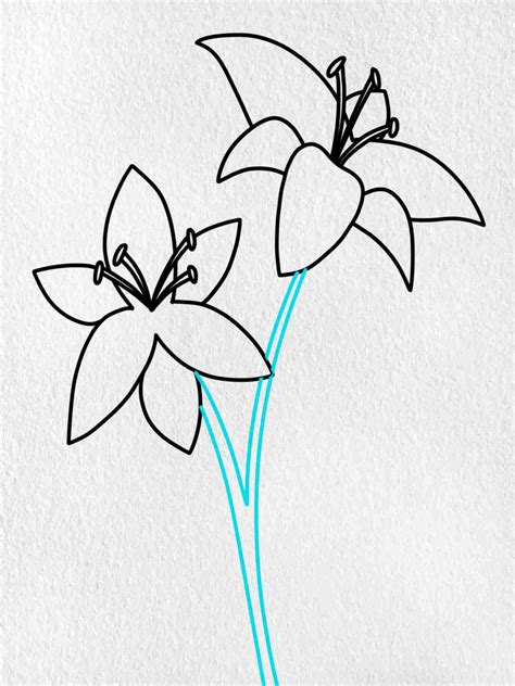 Lily Flower Drawing Easy Step By Best Flower Site