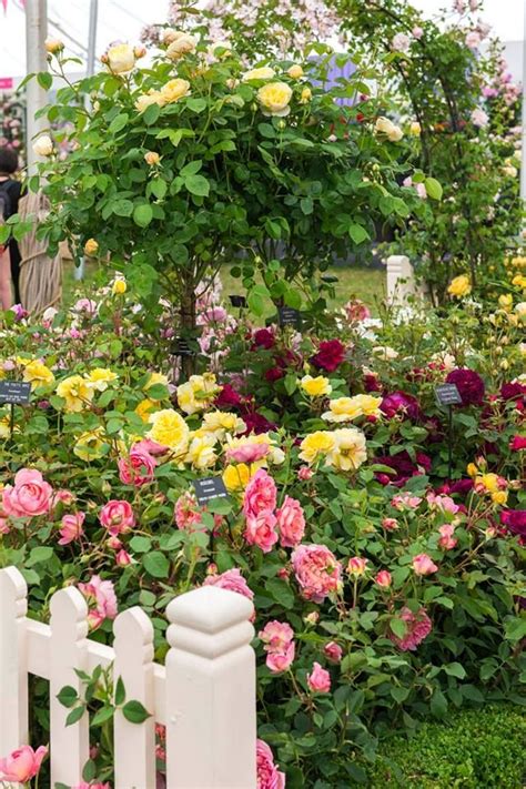 Buying now while they're blooming is the best way to assure. Pin by FAIRY HILL ༺ on English Cottage | Rose garden ...