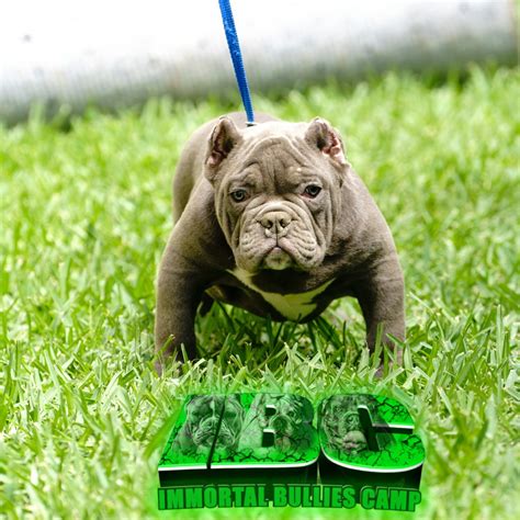 American Bully Puppies For Sale | Corpus Christi, TX #273581